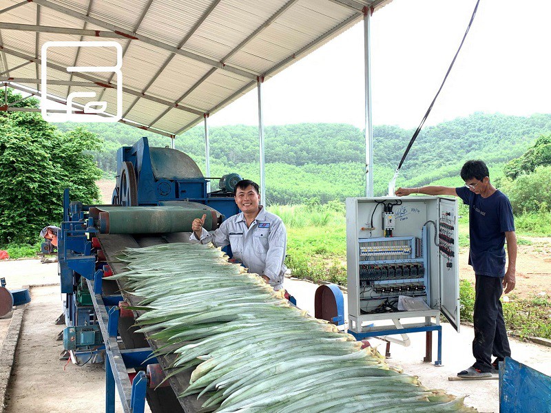 Biến loại lá nhiều người vứt bỏ thành “mỏ vàng”, 9x Nghệ An có doanh thu 7 tỷ đồng/tháng - 6
