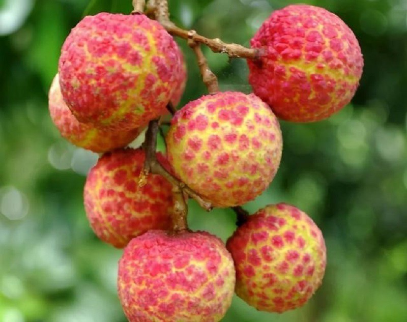 Điều ít biết về loại vải đắt nhất thế giới, giá một quả gần 2 tỷ đồng - 3