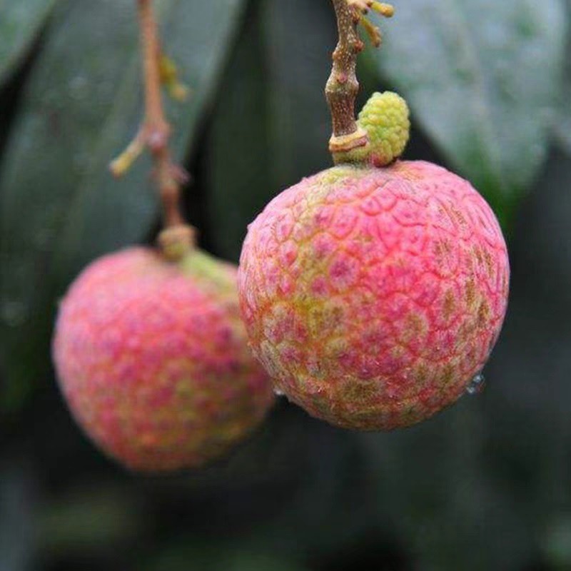 Điều ít biết về loại vải đắt nhất thế giới, giá một quả gần 2 tỷ đồng - 2