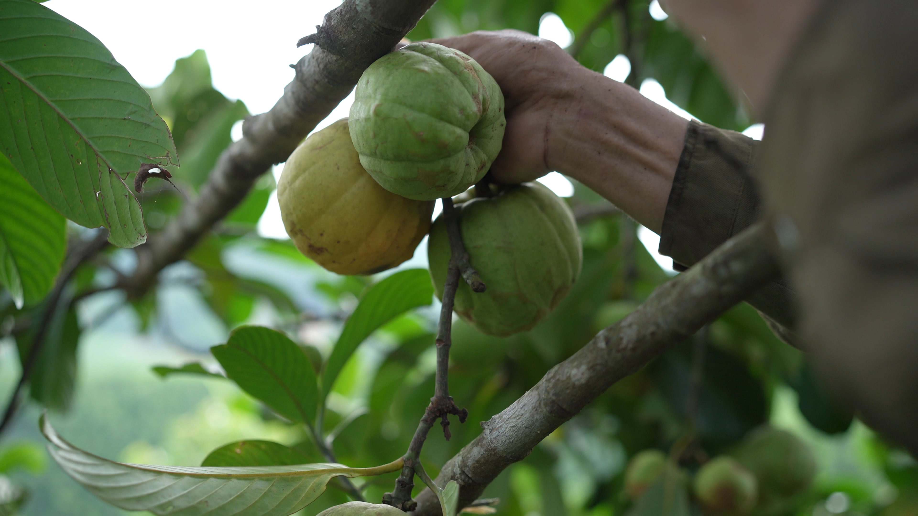 Loại quả mọc dại trên rừng thành đặc sản mùa hè, được lùng mua với giá lên tới 180.000 đồng/kg - 3