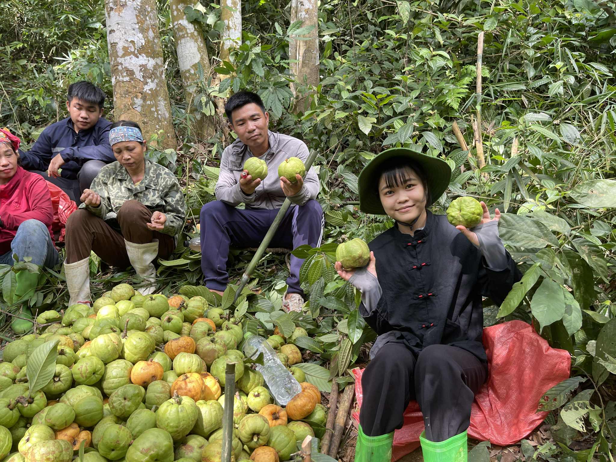 Loại quả mọc dại trên rừng thành đặc sản mùa hè, được lùng mua với giá lên tới 180.000 đồng/kg - 2
