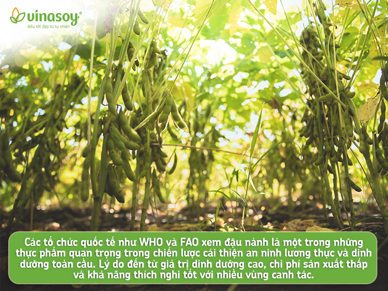 Đậu nành – hạt “vàng” trong làng hạt lên ngôi theo xu hướng dinh dưỡng thực vật - 4