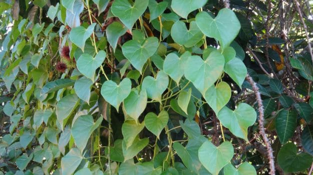 Cây dại xưa bị chặt bỏ, giờ giúp thu bộn tiền, được nâng niu như báu vật - 3