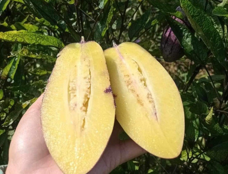 Xuất hiện loại dưa lạ trông như cà tím, giá 80 nghìn đồng/kg vẫn không đủ bán - 2
