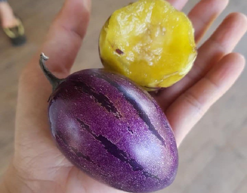 Xuất hiện loại dưa lạ trông như cà tím, giá 80 nghìn đồng/kg vẫn không đủ bán - 1