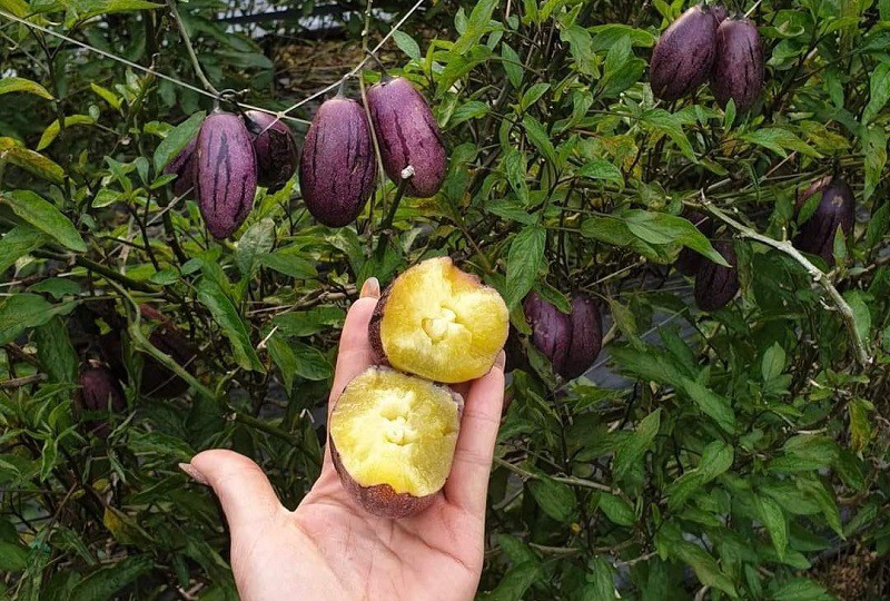 Xuất hiện loại dưa lạ trông như cà tím, giá 80 nghìn đồng/kg vẫn không đủ bán - 4