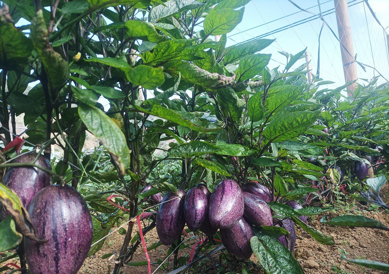 Xuất hiện loại dưa lạ trông như cà tím, giá 80 nghìn đồng/kg vẫn không đủ bán - 6