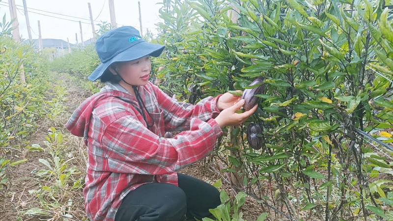 Bỏ việc lương nghìn đô về quê trồng loại dưa lạ, cô gái Sơn La hái không kịp bán - 7