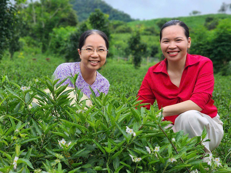 Bỏ việc lương nghìn đô về quê trồng loại dưa lạ, cô gái Sơn La hái không kịp bán - 6