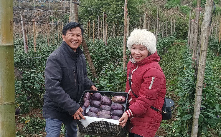 Bỏ việc lương nghìn đô về quê trồng loại dưa lạ, cô gái Sơn La hái không kịp bán - 5