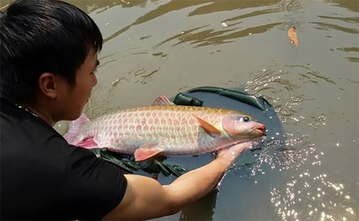 Những loài cá là “đặc sản bạc triệu” tại Việt Nam, được săn lùng, luôn cháy hàng - 4