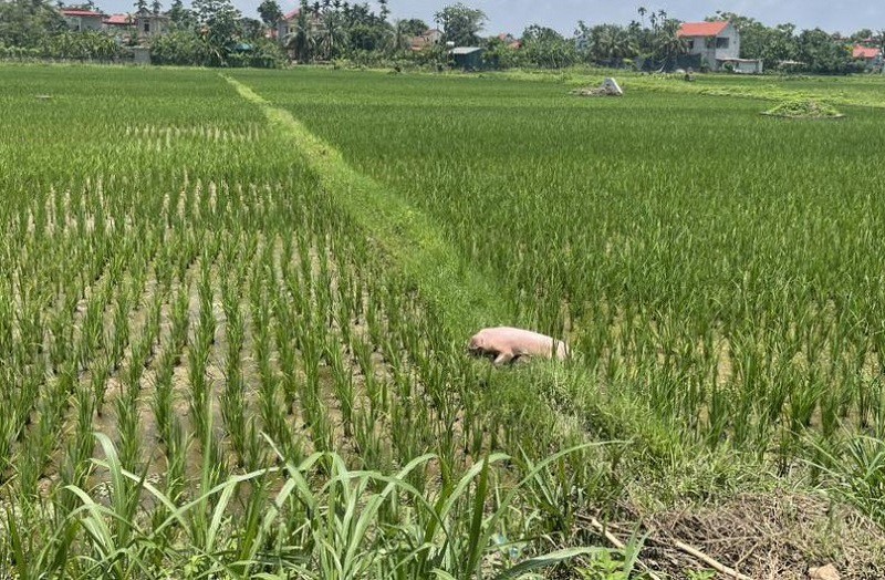 Dịch tả lợn châu Phi lan rộng: Nhiều nơi vứt lợn chết ra đường, tiểu thương “méo mặt” - 1
