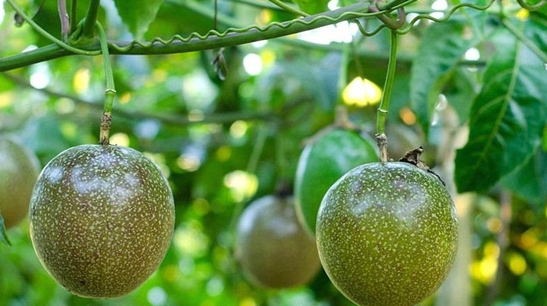 Loại quả Trung Quốc trồng mãi vẫn thất bại, Việt Nam xuất khẩu “bỏ túi” cả tỷ USD - 2