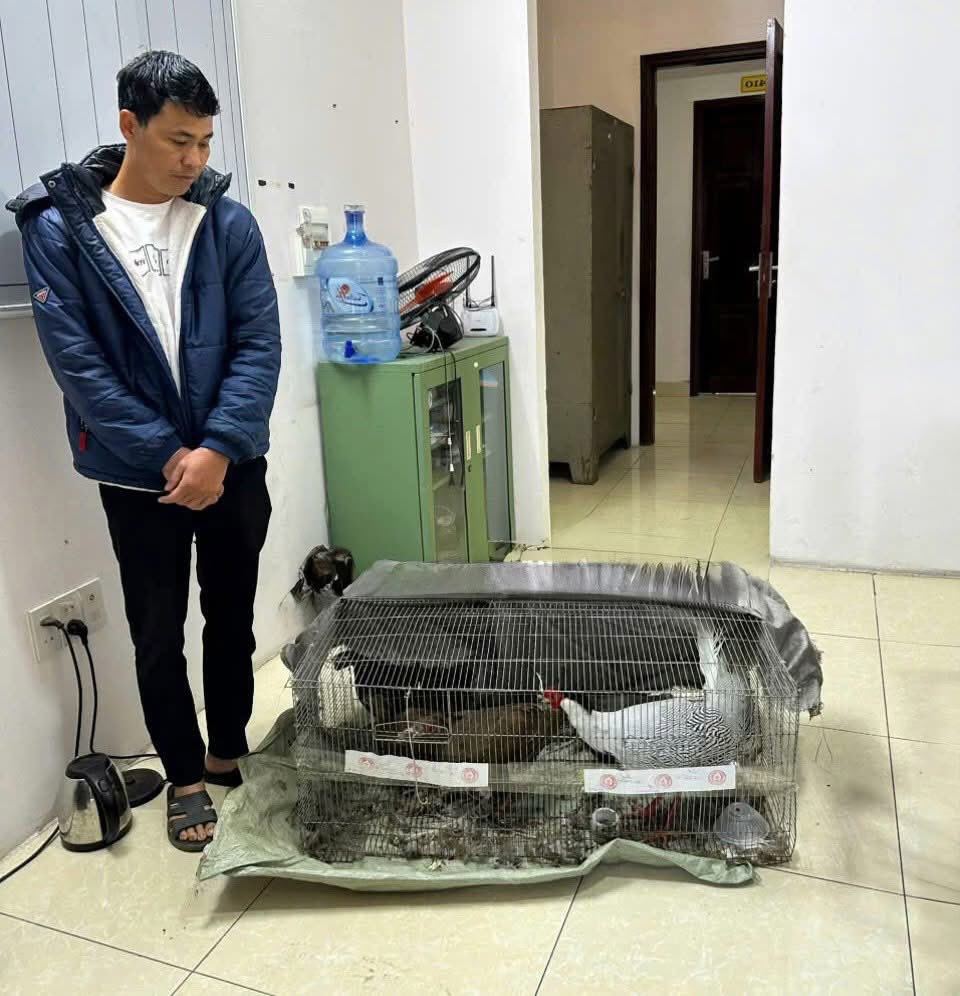 Gà lôi trắng nằm trong “Sách Đỏ” vẫn được rao bán công khai, người nuôi nói gì? - 2