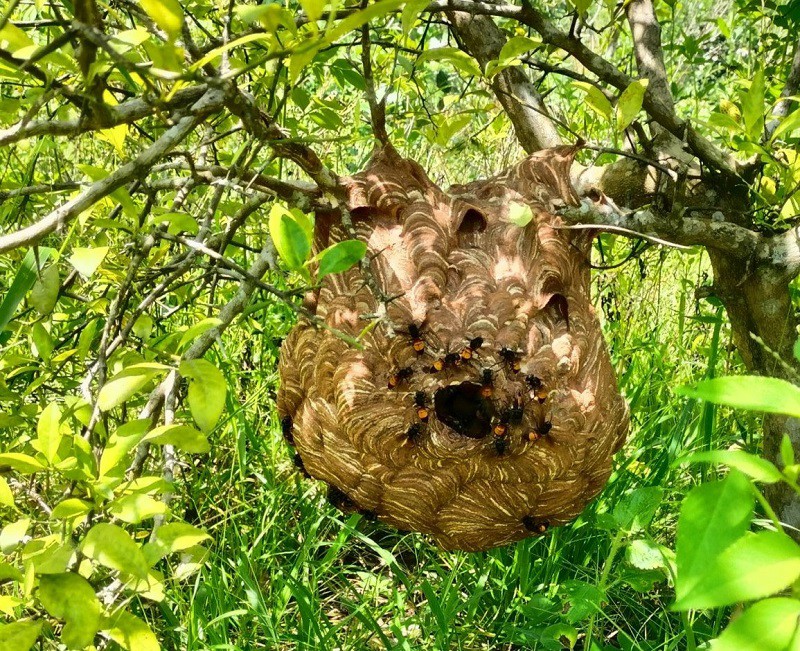 Đi săn loài ong “sát thủ” mang cả tổ về bán, nhiều người kiếm được cả triệu đồng một ngày - 1
