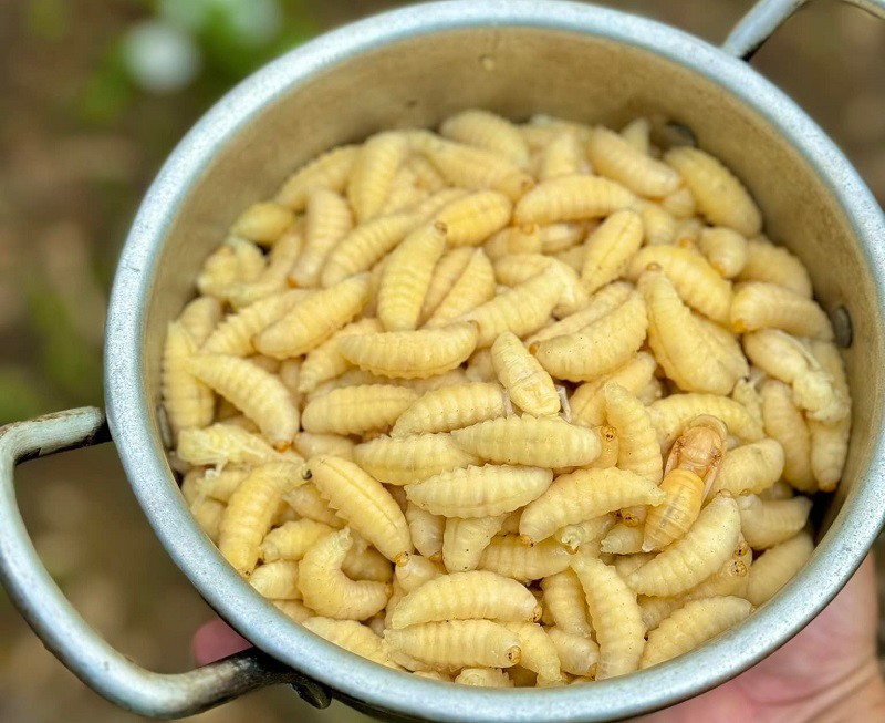 Đi săn loài ong “sát thủ” mang cả tổ về bán, nhiều người kiếm được cả triệu đồng một ngày - 4