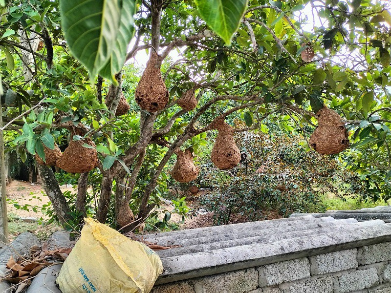 Đi săn loài ong “sát thủ” mang cả tổ về bán, nhiều người kiếm được cả triệu đồng một ngày - 3