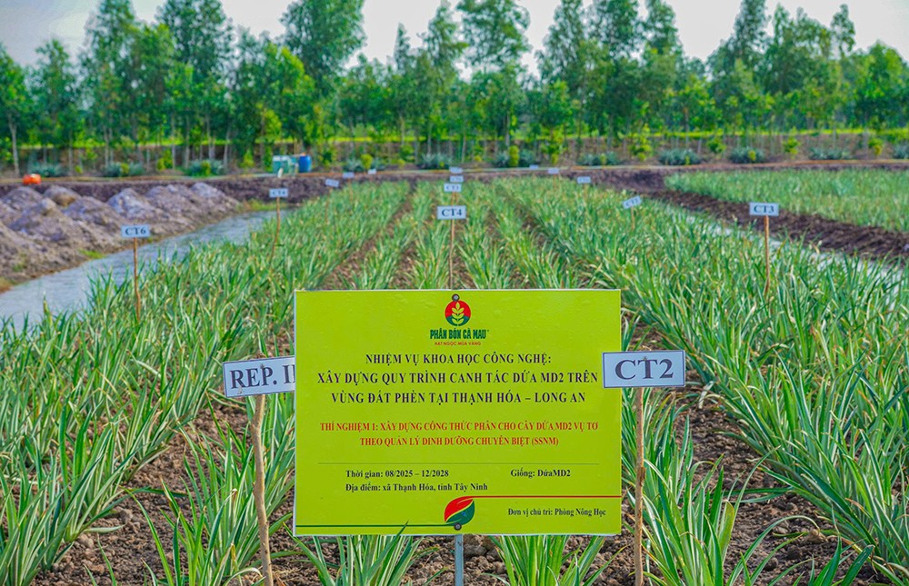 R&D PVCFC chiến lược phát triển lõi, bệ phóng tăng trưởng dài hạn của DCM - 3