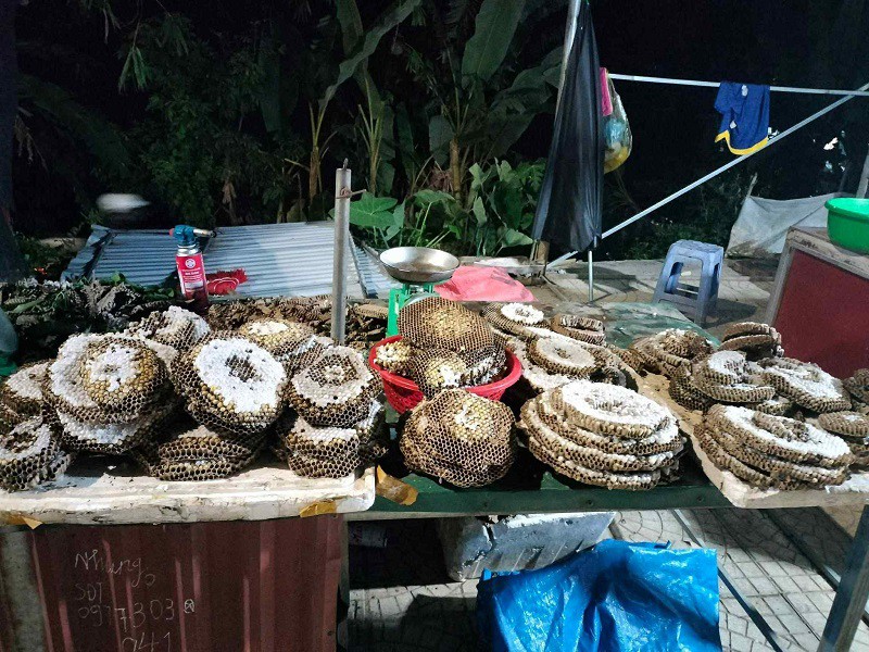 Loại côn trùng có nọc độc chết người được lùng mua để lấy “thịt”, giá lên đến 750 nghìn đồng/kg - 3