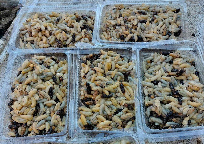 Loại côn trùng có nọc độc chết người được lùng mua để lấy “thịt”, giá lên đến 750 nghìn đồng/kg - 5