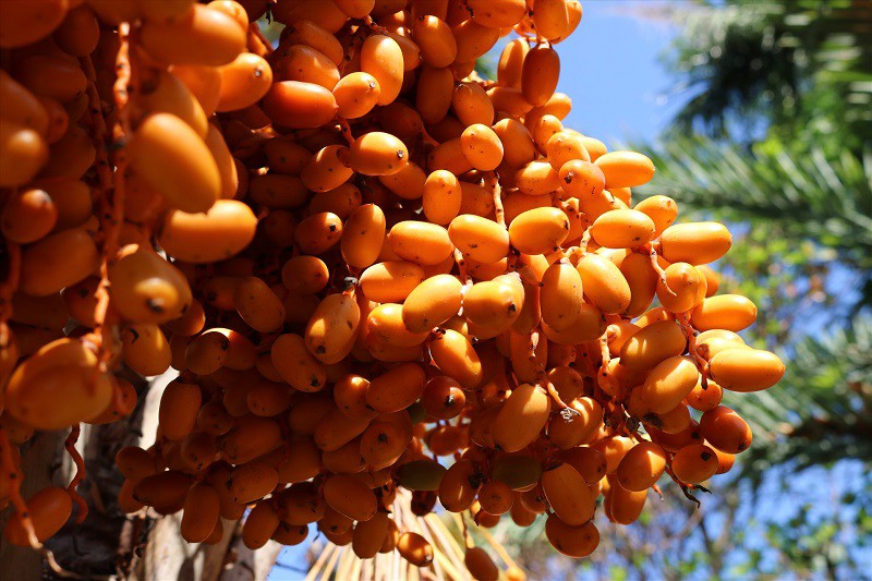 Đặc sản “Trung Đông” bán ngập chợ Việt với giá chỉ từ 69 nghìn đồng/kg, tiểu thương “tiết lộ” nguồn gốc - 4