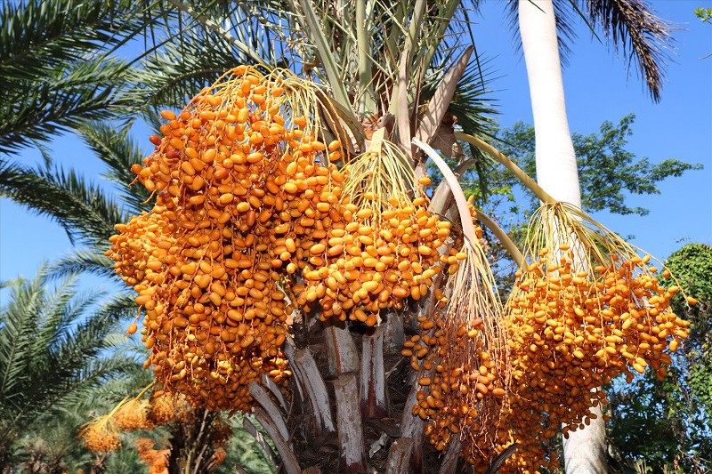 Đặc sản “Trung Đông” bán ngập chợ Việt với giá chỉ từ 69 nghìn đồng/kg, tiểu thương “tiết lộ” nguồn gốc - 3