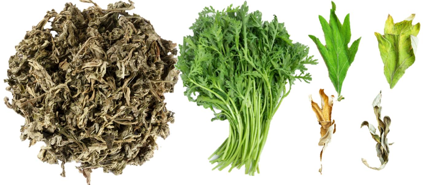 Loại lá rẻ tiền mọc đầy vườn nhưng lại là “khắc tinh” của bệnh xương khớp - 1