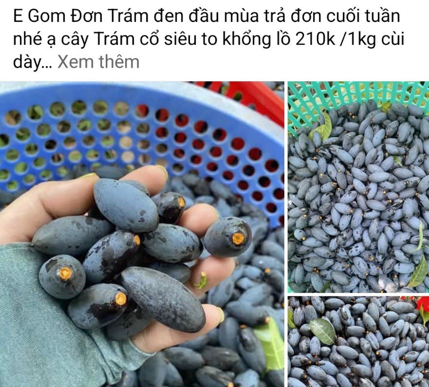 Loại quả quê mùa xưa "rẻ bèo", giờ rao bán ở Hà Nội với giá lên tới 210 nghìn đồng/kg - 1