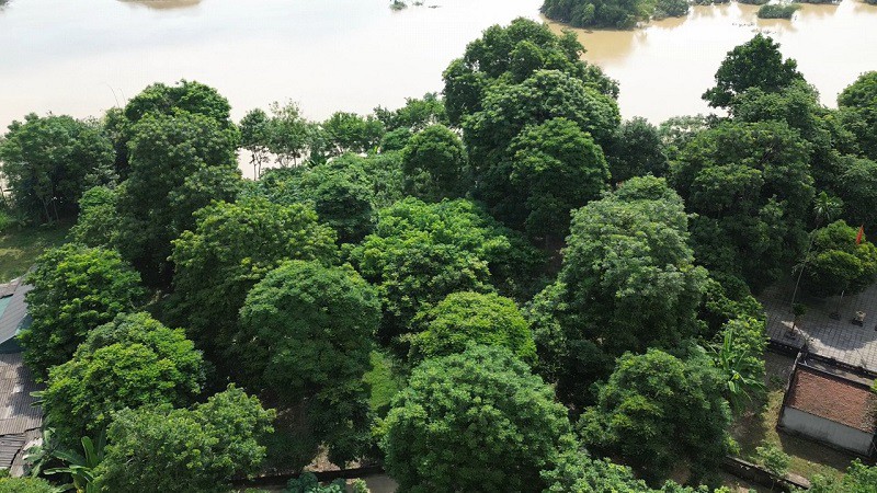 Trồng loại cây cho quả "quý như vàng", cả làng ở Bắc Ninh thu hàng tỷ đồng mỗi vụ - 1