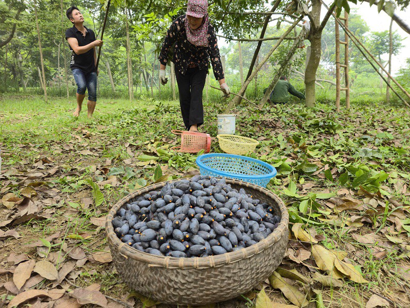 Trồng loại cây cho quả "quý như vàng", cả làng ở Bắc Ninh thu hàng tỷ đồng mỗi vụ - 4