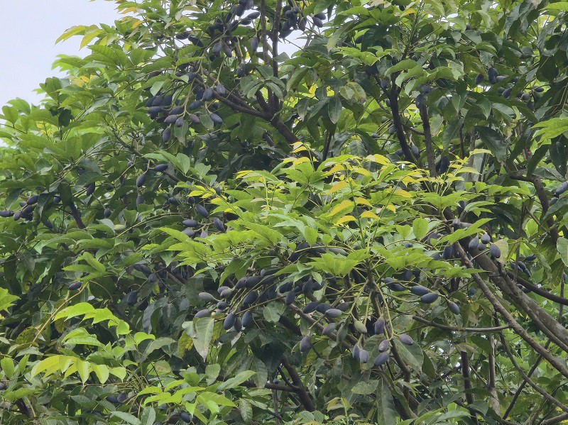Trồng loại cây cho quả "quý như vàng", cả làng ở Bắc Ninh thu hàng tỷ đồng mỗi vụ - 3