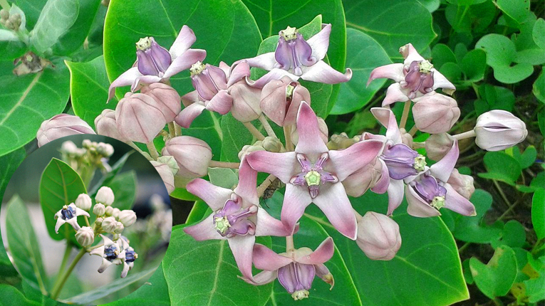 Mùa thu nhất định phải ăn 3 thực phẩm màu trắng “bổ tựa nhân sâm” này để giảm ho, phổi khỏe - 4