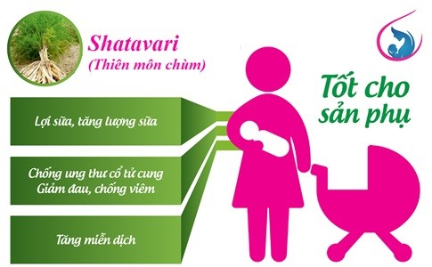 Lạ loài cây “trăm chồng” Thiên Môn Chùm, cải thiện ít sữa sau sinh ít ai biết - 1