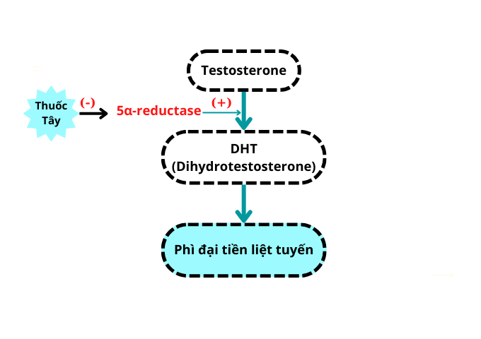 Loại hoa giúp người mắc phì đại tiền liệt tuyến cải thiện tiểu đêm, tiểu khó, thu nhỏ kích thước tiền liệt tuyến - 2