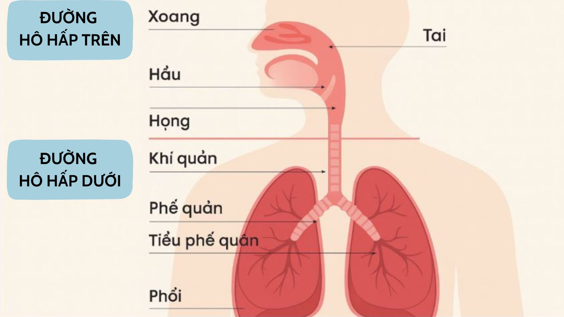 Đừng đợi đờm chuyển vàng xanh mới chú ý: 3 dấu hiệu này còn đáng lo hơn - 3