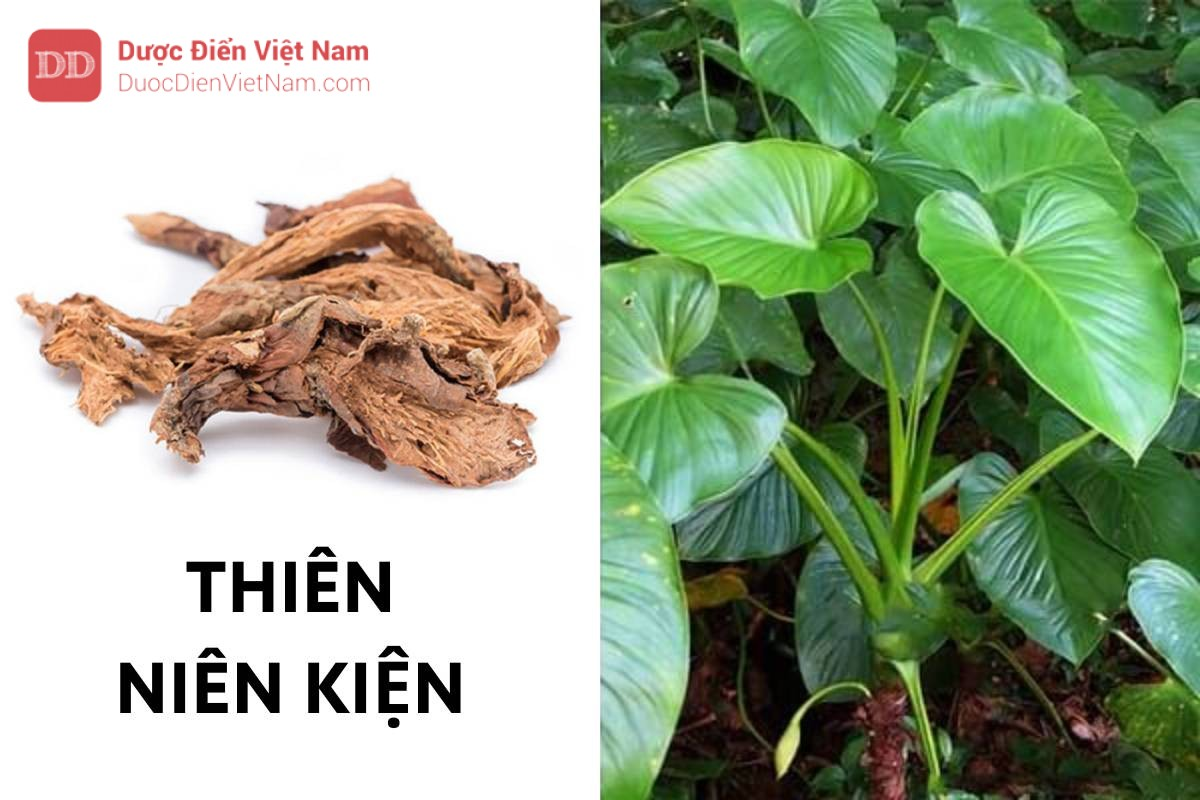 Càng để lâu càng thơm nức: Loại cây được nhiều người đau lưng, thoái hóa cột sống săn lùng - 2