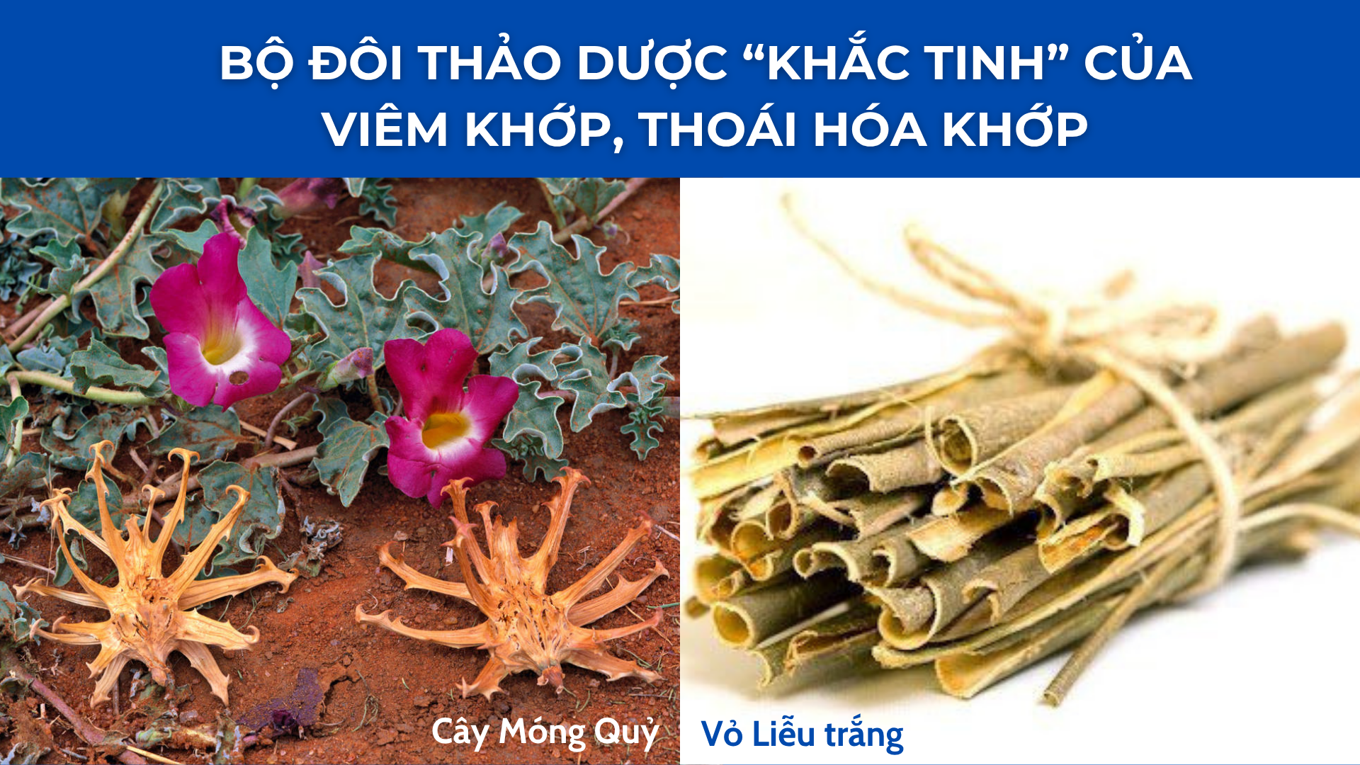 Loài cây lạ từng mọc hoang, nay “lên đời” thành “báu vật” cho người đau xương khớp - 1