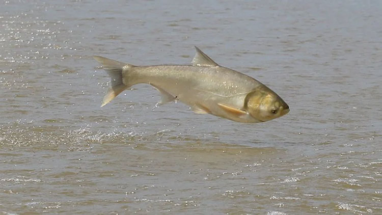 Loại cá bị 'ngó lơ' lại là kho báu omega 3 cực tốt cho phổi, sánh ngang cá hồi - 1