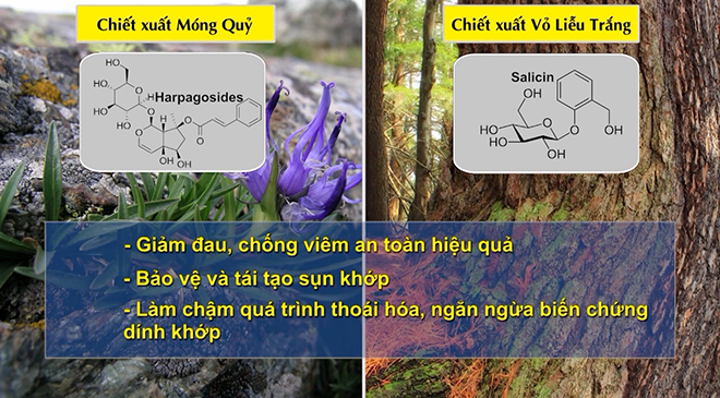 Bất ngờ thoát viêm khớp, đau nhức khớp suốt 13 năm nhờ cây Móng Quỷ - Thảo dược lạ cực hay - 4