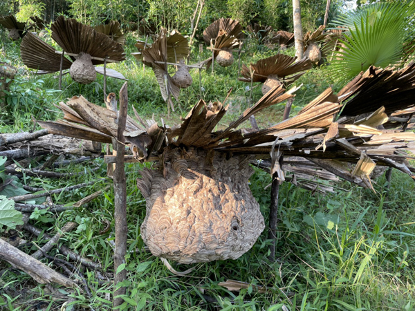 Nuôi loài “sát thủ của rừng già”, 8x thu lời cả trăm triệu mỗi năm - 2