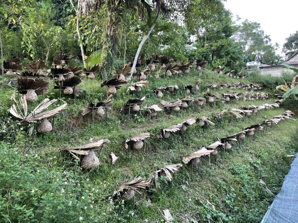 Nuôi loài “sát thủ của rừng già”, 8x thu lời cả trăm triệu mỗi năm - 4