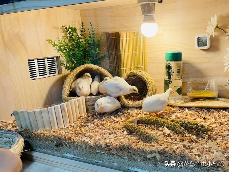 Những con gà chỉ bằng nắm tay &#34;gây bão&#34;, nườm nượp người đặt mua - 1