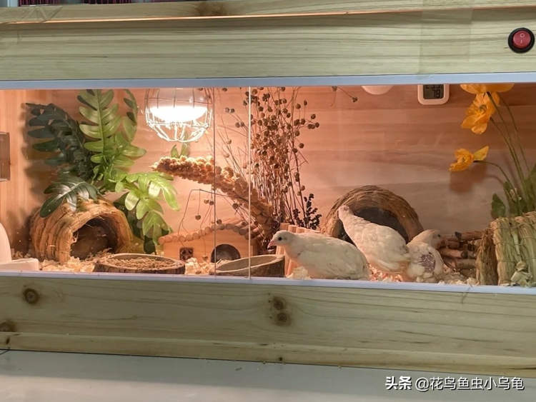 Những con gà chỉ bằng nắm tay &#34;gây bão&#34;, nườm nượp người đặt mua - 2
