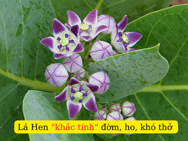 Không chỉ là “cơn ho của người hút thuốc”: 3 triệu chứng đờm, ho, khó thở có thể là bệnh hô hấp mạn tính nguy hiểm - 3
