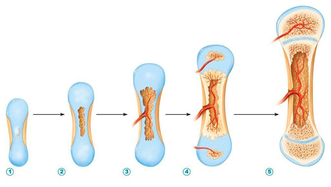 “Giải mã” vitamin K2 và “bí mật” để trẻ phát triển chiều cao tối ưu - 1