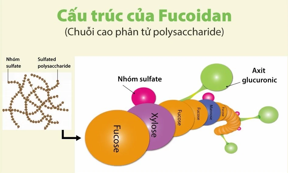 Tầm quan trọng của chuỗi cao phân tử polysaccharide có trong fucoidan - 1