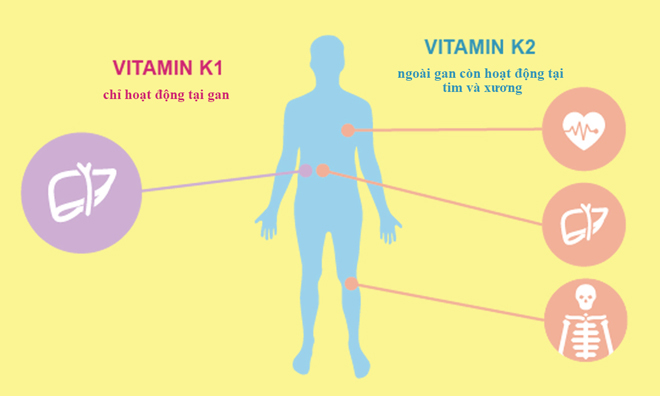 3 sự thật ít người biết về vitamin K2 – Có thực sự giúp trẻ phát triển chiều cao? - 1