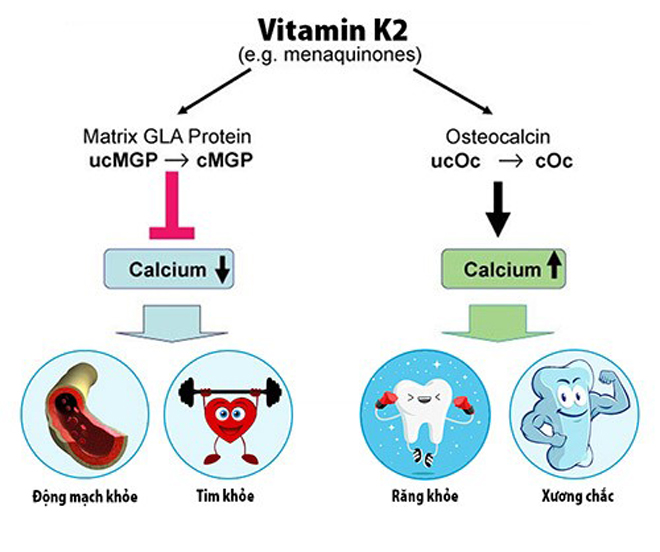 3 sự thật ít người biết về vitamin K2 – Có thực sự giúp trẻ phát triển chiều cao? - 3
