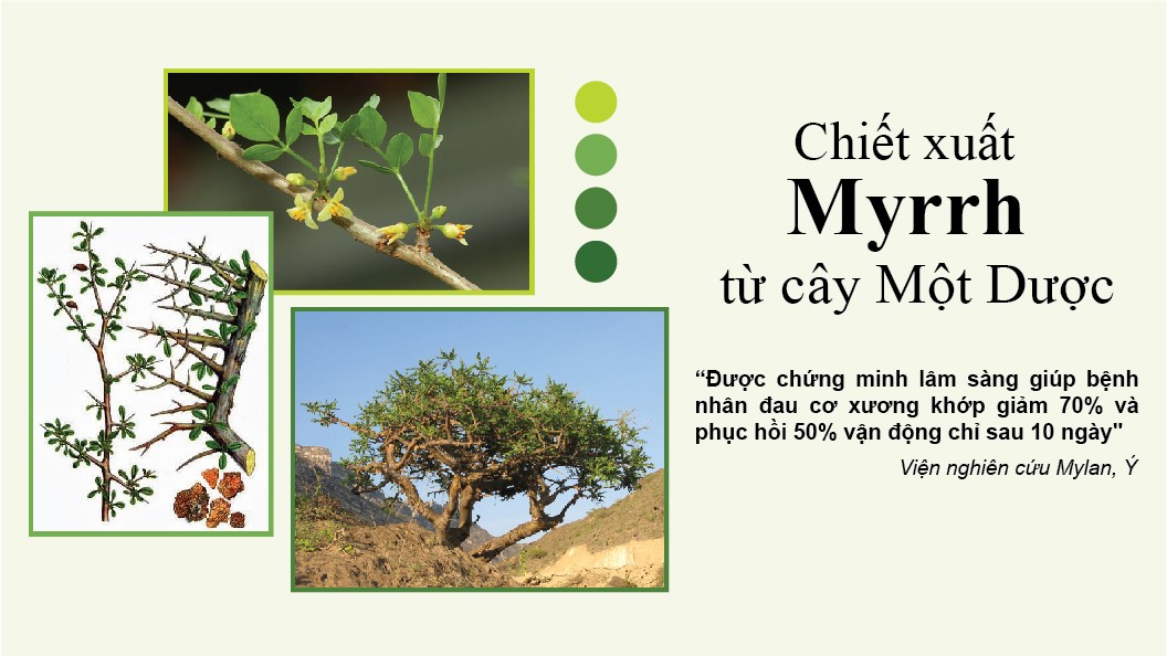 Cây Một Dược - “Khắc tinh” của đau lưng, đau mỏi cổ vai gáy, thoái hóa cột sống, thoát vị đĩa đệm  - 1