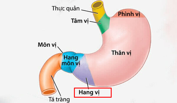 Hành trình thoát bệnh viêm loét và trào ngược dạ dày đầy ngoạn mục - 4
